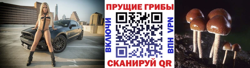 Псилоцибиновые грибы Psilocybine cubensis где можно купить Бологое